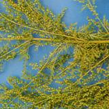 Artemisia annua P.E.Cas No.: 63968-64-9