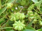 Shikimic Acid(illicium Eextract) Cas No.: 138-59-0