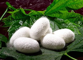 Silk Protein Cas No.: 96690-41-4