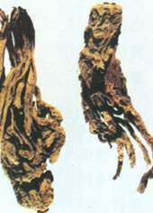 Angelica Root P.E. Cas No.: 4431-01-0