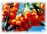 Seabuckthorn Pulp Oil Cas No.: 90106-68-6