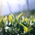 Green Tea Extract Cas No.: 989-51-5;84650-60-2
