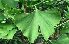 Ginkgo Bilabo P.E. Cas No.: 90045-36-6