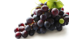 Grape Seed P.E. Cas No.: 84929-27-1