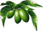 Olive Leaf Extract Cas No.: 32619-42-4